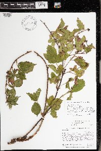 Rubus heterophyllus image