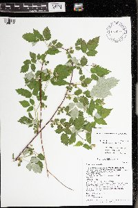 Rubus occidentalis image