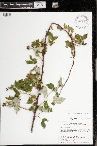 Rubus x neglectus image