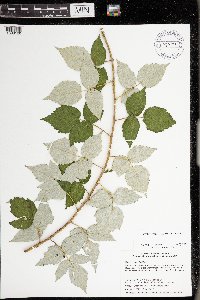 Rubus x neglectus image