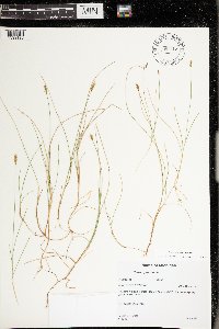 Carex gynocrates image