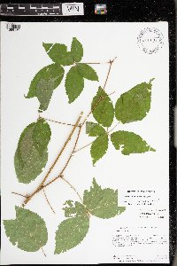 Rubus ithacanus image