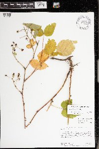 Rubus ithacanus image