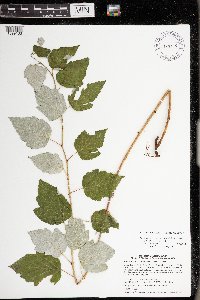 Rubus idaeus var. strigosus image