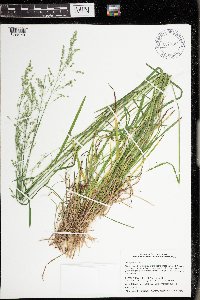 Poa sylvestris image