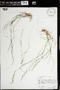 Poa palustris x nemoralis image