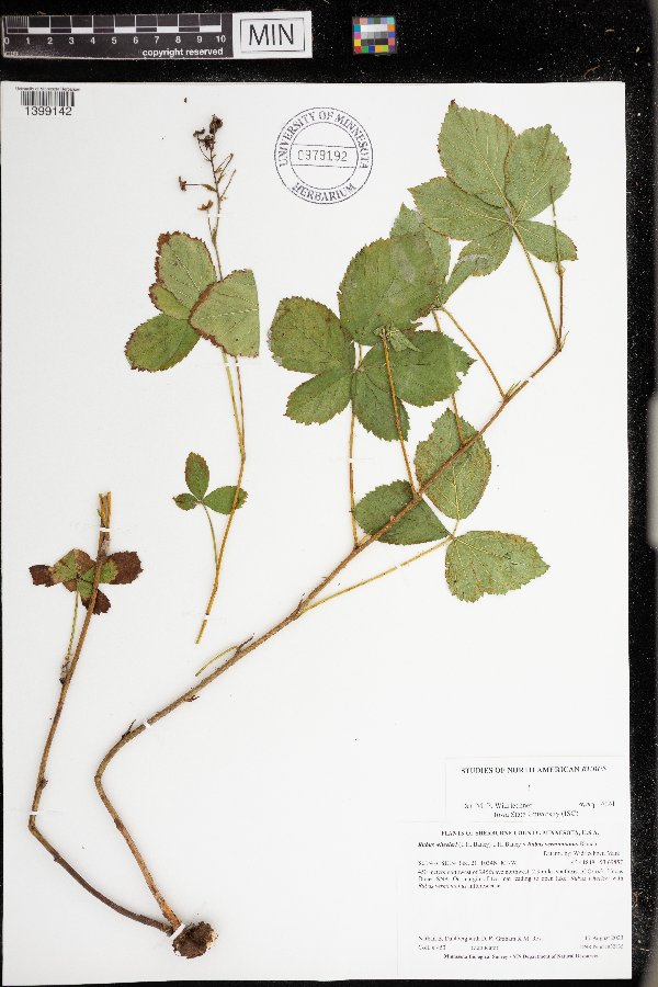 Rubus wheeleri x vermontanus image