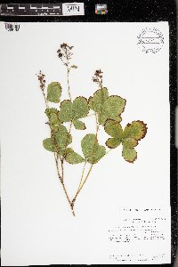 Rubus wheeleri x vermontanus image