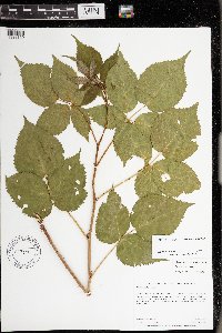 Rubus rosa image