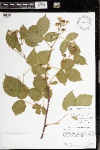 Rubus rosa image