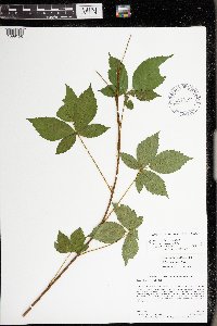 Rubus superioris image