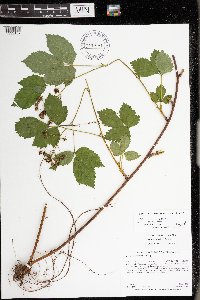 Rubus superioris image