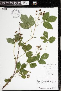 Rubus superioris image