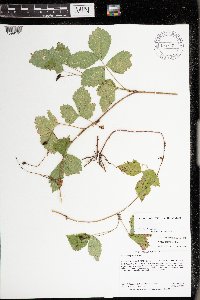 Rubus steelei image