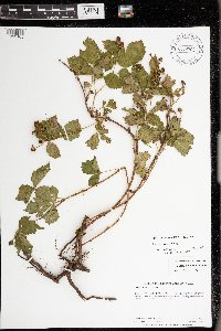 Rubus steelei image