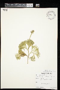 Diphasiastrum tristachyum image