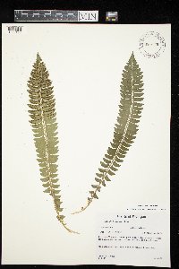 Polystichum lonchitis image