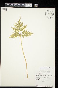 Botrypus virginianus image