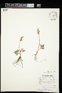 Sceptridium rugulosum image