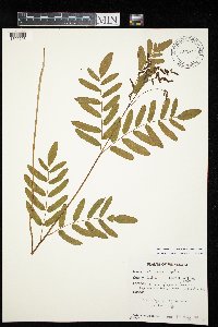 Osmunda regalis image