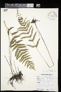 Thelypteris palustris image