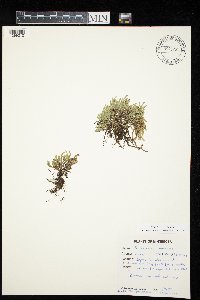 Selaginella rupestris image