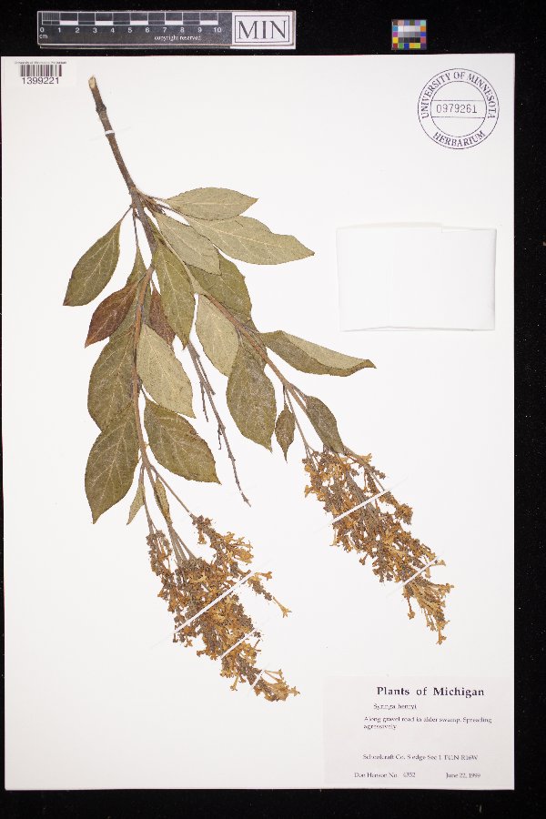 Syringa x henryi image