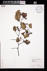 Crataegus chrysocarpa image