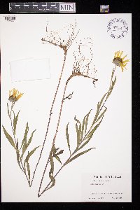 Helianthus maximiliani image