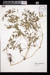 Geranium robertianum image
