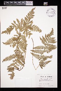 Image of Dryopteris carthusiana x cristata