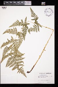 Dryopteris carthusiana image