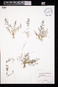 Eragrostis minor image