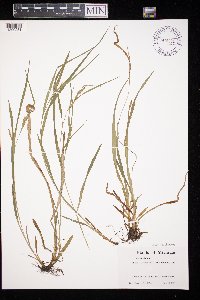 Carex granularis image