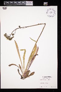 Hieracium piloselloides image