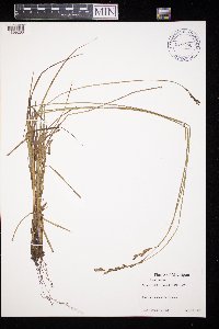 Carex foenea image