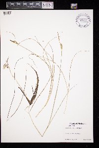 Carex livida image