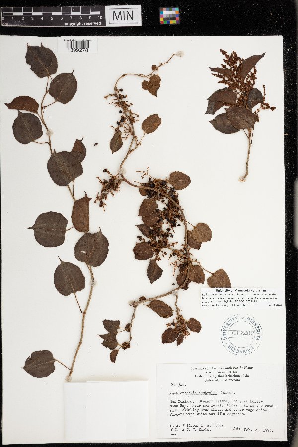 Muehlenbeckia australis image