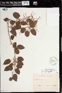 Muehlenbeckia australis image