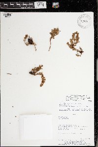 Image of Muehlenbeckia volcanica