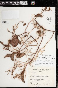 Muehlenbeckia tamnifolia image