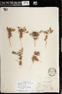 Chorizanthe rigida image