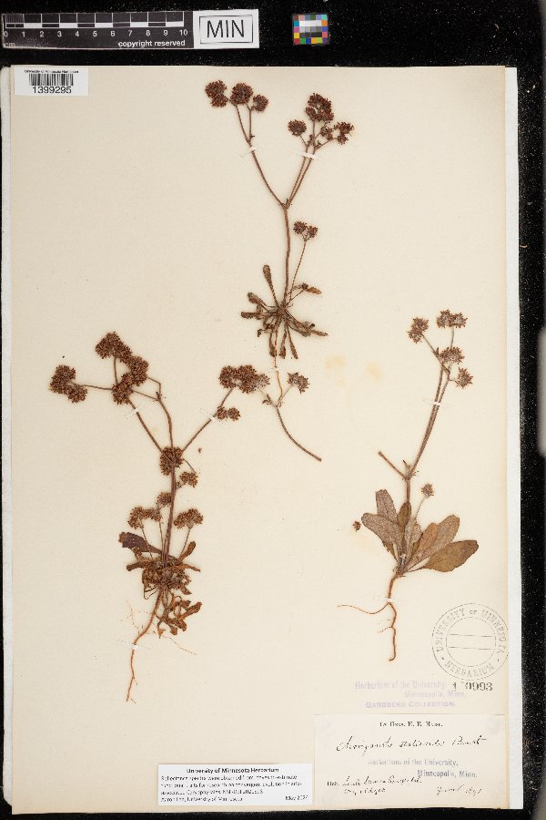 Chorizanthe staticoides image