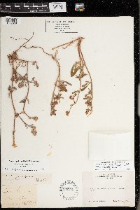 Chorizanthe pungens image