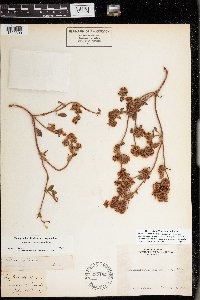 Image of Chorizanthe howellii