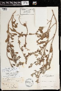 Chorizanthe cuspidata image