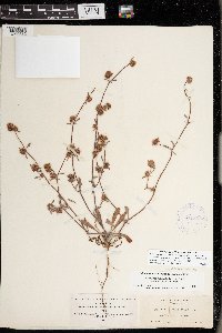 Chorizanthe cuspidata image