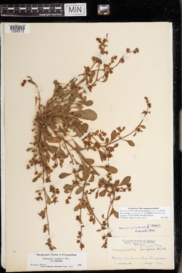 Chorizanthe cuspidata image