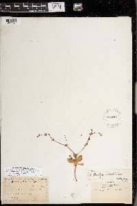 Image of Centrostegia thurberi