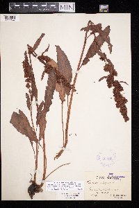 Rumex crispus image